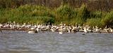 Ethiopia - Lago Chamo - Pellicani e Fenicotteri - 1